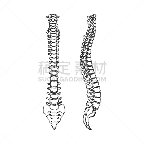 分离着色,脊柱,白色,生物学,健康保健,药,姿态,尾骨,剪影