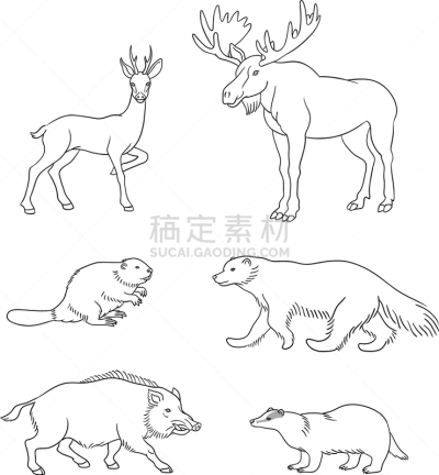 动物,森林,舞台,摆拍,野生动物,海狸,哺乳纲,剪影,坐,站