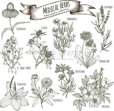 草药,熏衣草,健康保健,圣约翰草,香料,环境,食品,Corn Marigold,蒲公英,收集