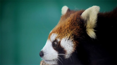 红熊猫，学名‘Ailurus fulgens’叫小熊猫，红熊-猫，在树上， 特写