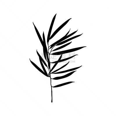 植物,绘画插图,无花果树,矢量,黑色,分离着色,白色背景,华丽的,背景分离,热带气候