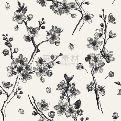 樱之花,华丽的,浪漫,四方连续纹样,春天,背景,绘画插图,雕刻术,樱花,白色