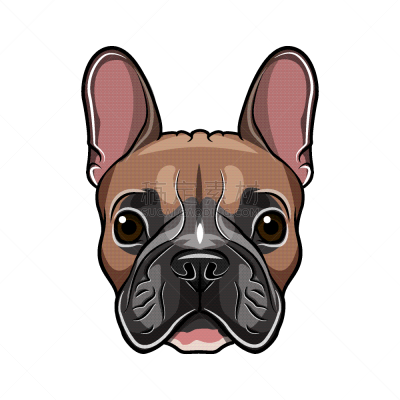 分离着色,白色,法国斗牛犬,动物头,可爱的,纯种犬,肖像,狗,巴哥犬,哺乳纲