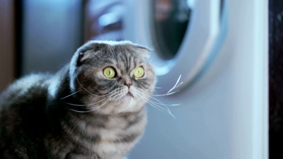 厨房里的淘气猫。