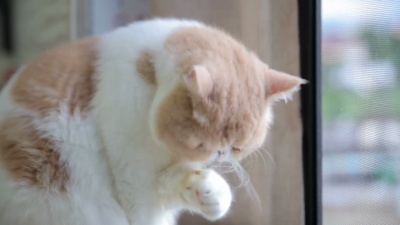 猫舔背上的毛发