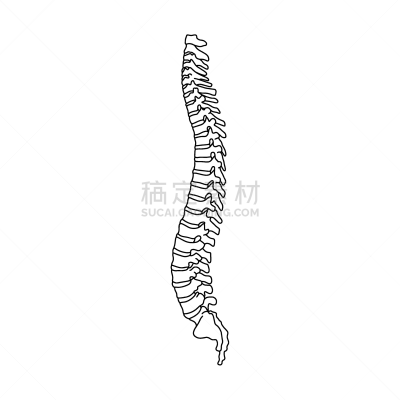 脊柱,线条,白色背景,生物学,立陶宛共和国,健康保健,背景分离,药,人类骨架,手
