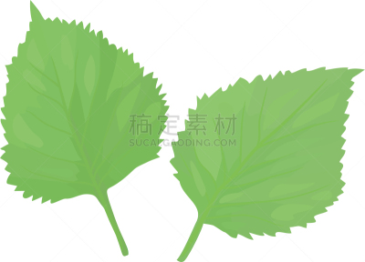 绘画插图,紫苏,绿色,两个物体,白色背景,芳香的,蔬菜,篮子,草本,背景分离