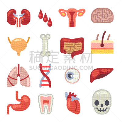 计算机图标,平坦的,生物学,矢量,健康保健,人,膀胱,图像,生理学