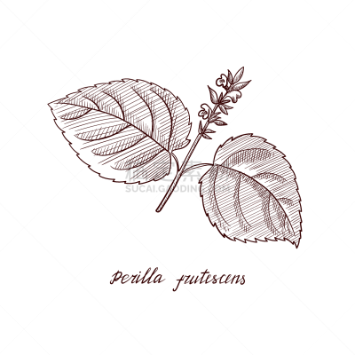 drawing perilla frutescens plant