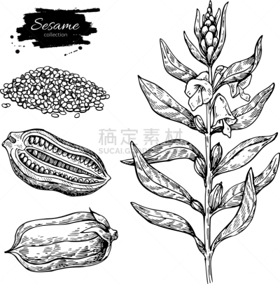 食品,芝麻,植物,动物手,分离着色,农业,有机食品,自然,香料,绘制