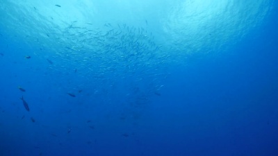 海面上的鱼群