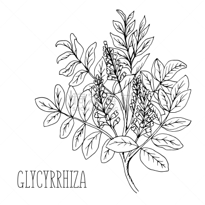 甘草糖,植物群,乱画,草药,生物学,白色,有机食品,自然,健康保健,草本
