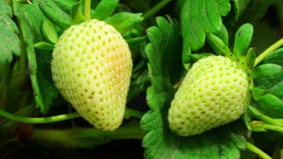 草莓成熟延时视频 