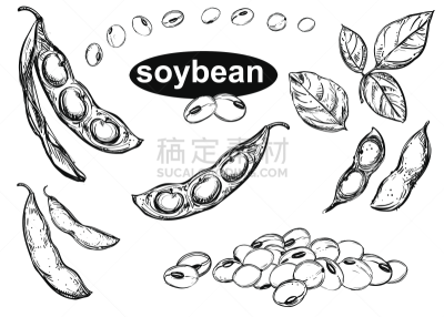 绘画插图,叶子,黑白图片,矢量,大豆,动物手,组物体,分离着色,豆荚,农业