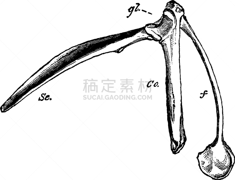 鸟类,肩胛带,白色,矢量,图像,雕刻图像,黑色,复古