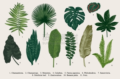 叶子,华丽的,周年纪念,干酪藤,复古风格,Calathea,背景,八角金盘属,夏天,布置