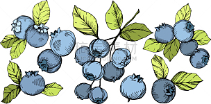 蓝莓,雕刻图像,艺术,绿色,墨水,蓝色,清新,食品,壁纸