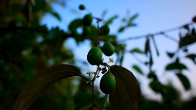 毛枣(Zizyphus mauritiana或Jujub)