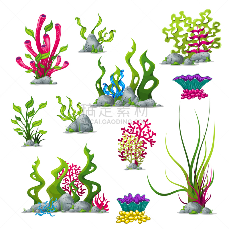 植物群,水下,反差,鸡尾酒,自然,图像,海洋,藻类,矢量,礁石