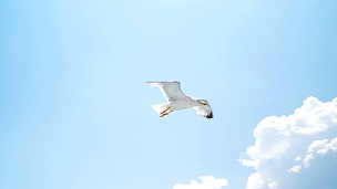 美丽的海鸥在天空中飞翔