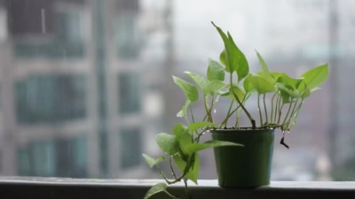 雨中的盆栽