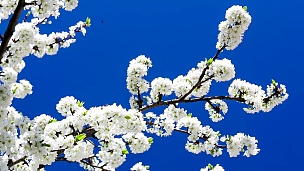 樱花的枝条在蓝天的背景上绽放。