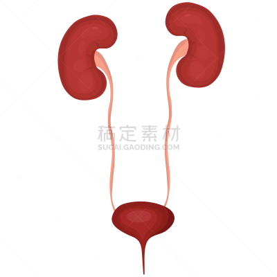 绘画插图,人,矢量,肾脏,白色背景,生物学,有序,健康保健,背景分离,药