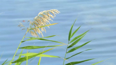 芦苇对着蓝色的池塘