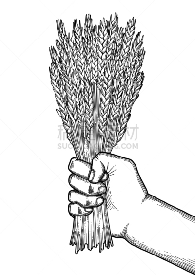插画,动物手,分离着色,白色,饮料,自然,含酒精饮料,大麦,秋天,串