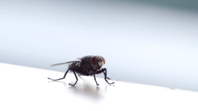   昆虫苍蝇