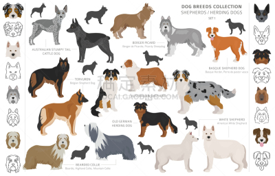 狗,牧羊人,分离着色,可爱的,农业,纯种犬,澳大利亚文明,牧羊犬,收集,放牧