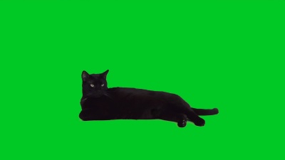  黑猫躺在绿色屏幕上