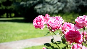 花园里的粉红玫瑰花