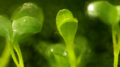 湿芽。