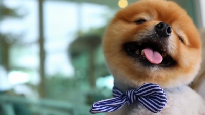 慢动作，博美犬开心微笑