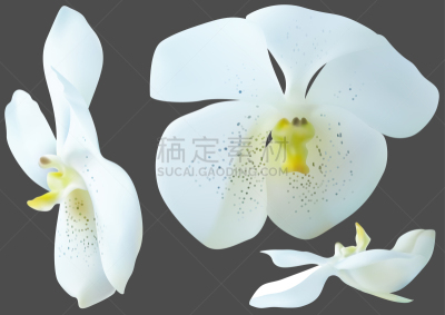 白色,兰花,灰色,分离着色,生日,鸡尾酒,自然,周年纪念,部分,花
