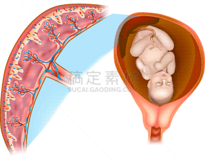 建造物,脐带,肠绒毛,胎盘,图表,儿童,科学,健康保健