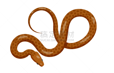 褐色,矢量,蛇,顶部,巨蟒,计算机图标,视角,背景分离,蛇皮纹,野生动物