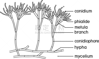 分生孢子,菌丝,孢子,青霉菌,白色背景,建造物,分离着色,书页,生物学,微生物学
