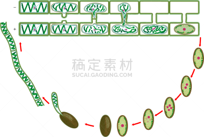 水棉属绿藻,白色背景,新生活,绿藻,分离着色,生物学,微生物学,脚踏车,细胞质,背景分离