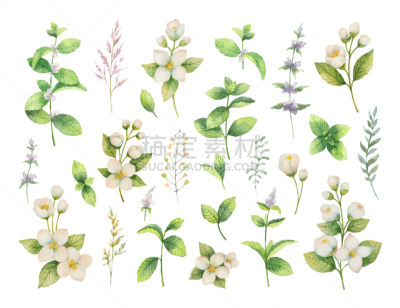 草本,水彩画,动物手,茉莉,活力,华丽的,香料,绘制,布置,花