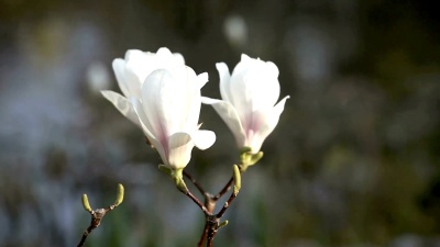 木兰花