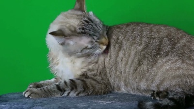 湿猫舔自己