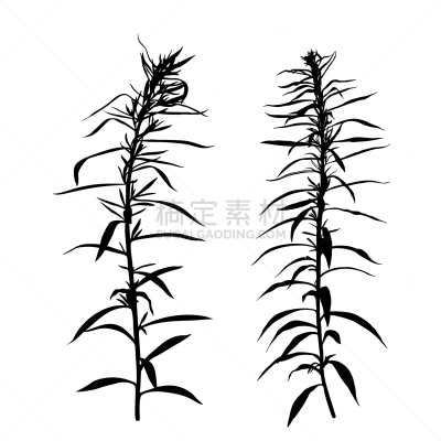 草本,野生植物,季节,夏天,植物学,自然,图像,矢量,布置,剪影
