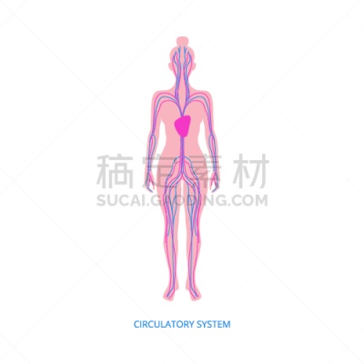 图表,女性,心血管系统,生物学,有序,健康保健,背景分离