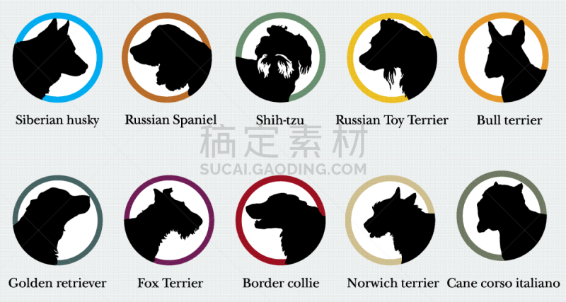 狗,金毛寻回犬,分离着色,白色,宠物,图像,诺维奇犬,边境牧羊犬,布置,剪影