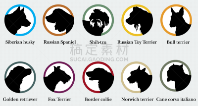 狗,金毛寻回犬,分离着色,白色,宠物,图像,诺维奇犬,边境牧羊犬,布置,剪影