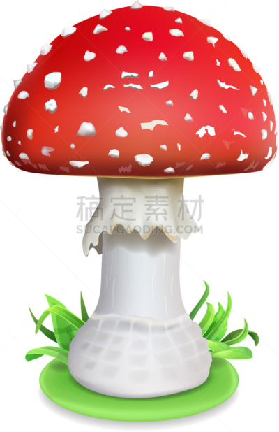 红色,毒蝇菇,蘑菇木耳,担子孢子,双孢蘑菇,薄叶片,白色,植物学,图像,写实