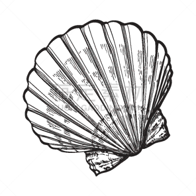 分离着色,海洋,贝壳,草图,扇贝,白色,鸡尾酒,自然,海产,度假