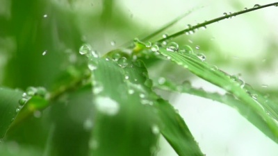 雨滴落在竹叶上